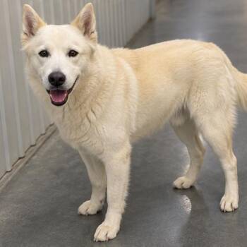Fancy -  Husky Dog for Adoption in Idaho Falls, Idaho - Fancy | PetCurious