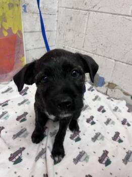 MAEVE -  Terrier and Mixed Breed Dog for Adoption in San Bernardino, California - MAEVE | PetCurious