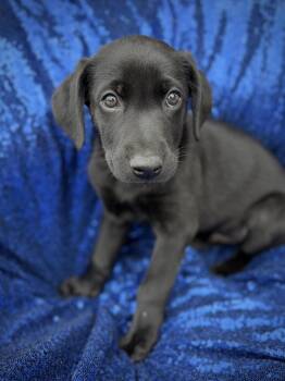 SPANKY -  Labrador Retriever Dog for Adoption in La Habra, California - SPANKY | PetCurious