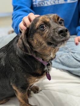 Dachshund Dogs Available for Adoption - Buddy | PetCurious