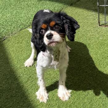 Puffy 0707 -  Cavalier King Charles Spaniel Dog for Adoption in Loxahatchee Groves, Florida - Puffy 0707 | PetCurious
