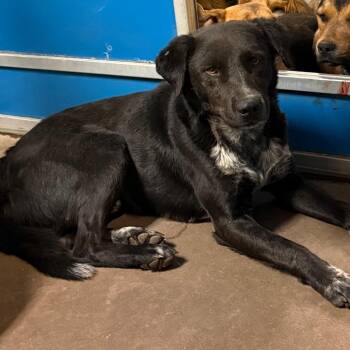 Cattle Dog and Mixed Breed Dogs Available for Adoption in Flagstaff, Arizona - Kermit | PetCurious