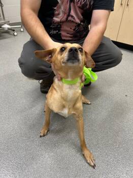 Terrier Dogs Available for Adoption in Chattanooga, Tennessee - Thelma | PetCurious
