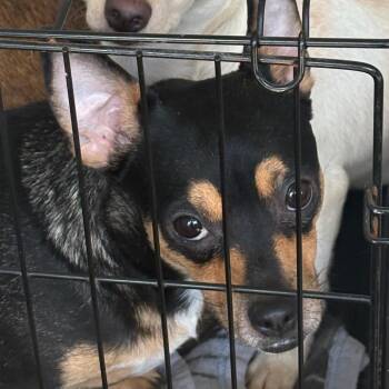 Conditioner -  Chihuahua Dog for Adoption in Morganton, North Carolina - Conditioner | PetCurious