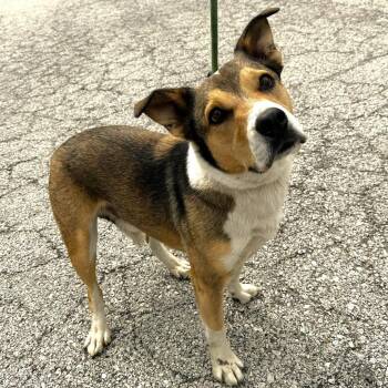Mixed Breed Dogs Available for Adoption in Warrensburg, Missouri - Dude | PetCurious