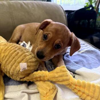 Corgi X Puppies -  Corgi and Beagle Dog for Adoption in Enterprise, Alabama - Corgi X Puppies | PetCurious
