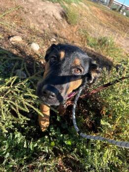 Aminta -  Mixed Breed Dog for Adoption in Fort Collins, Colorado - Aminta | PetCurious