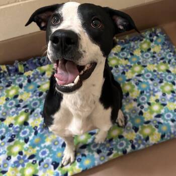 Cain -  Pit Bull Terrier Dog for Adoption in Reno, Nevada - Cain | PetCurious