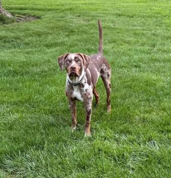 Scheyer -  Catahoula Leopard Dog Dog for Adoption - Scheyer | PetCurious