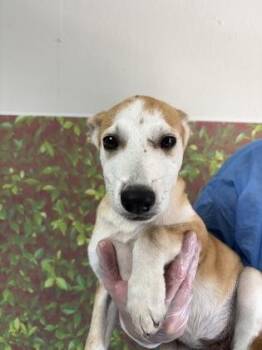 Brisket -  Shepherd and Mixed Breed Dog for Adoption in San Antonio, Texas - Brisket | PetCurious