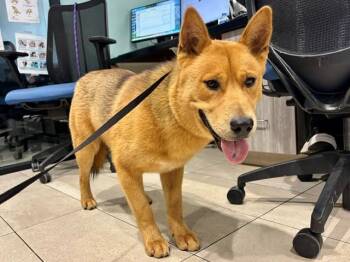 Mixed Breed Dogs Available for Adoption in Rowlett, Texas - STUBBY | PetCurious