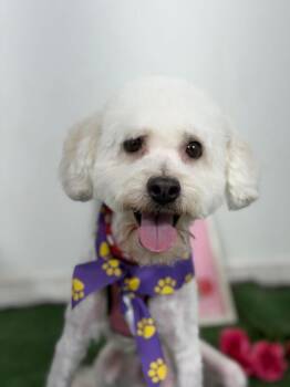 Arnold-One of our Amazing Rescue Dogs -  Bichon Frise and Maltese Dog for Adoption in Carlsbad, California - Arnold-One Of Our Amazing Rescue Dogs | PetCurious