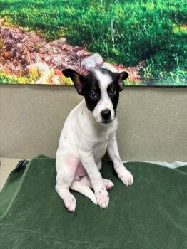 Rescue Australian Cattle Dog Blue Heeler Dogs for Adoption in Moreno Valley, California - JAYDEN | PetCurious