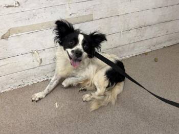 BLAIR -  Chihuahua and Mixed Breed Dog for Adoption in San Bernardino, California - BLAIR | PetCurious