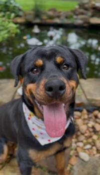 Shasta -  Rottweiler Dog Available for Adoption in Humble, Texas - Shasta | PetCurious