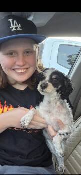 Cavalier King Charles Spaniel and Poodle Dogs Available for Adoption - Suzie | PetCurious