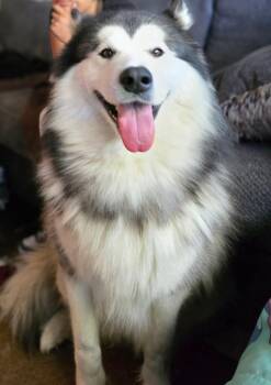 Rescue Alaskan Malamute Dogs for Adoption in Catlett, Virginia - Cash | PetCurious