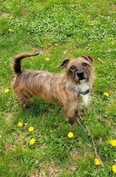 Oliver -  Terrier Dog for Adoption in Huntington, New York - Oliver | PetCurious