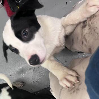 Mixed Breed Dogs Available for Adoption - Bonnie | PetCurious