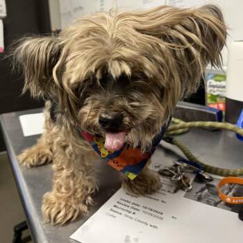 Liam -  Yorkshire Terrier Dog for Adoption in Yuma, Arizona - Liam | PetCurious