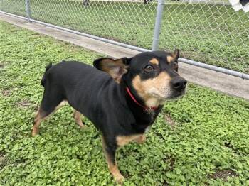 Australian Kelpie and Mixed Breed Dogs Available for Adoption in Corpus Christi, Texas - ROCKY | PetCurious
