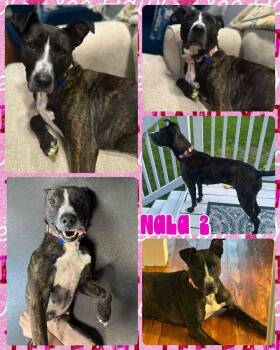 Rescue Mixed Breed Dogs for Adoption in Lancaster, New York - Nala 2 | PetCurious