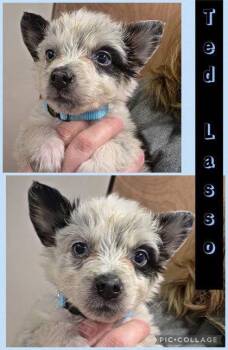 Australian Cattle Dog Blue Heeler Dogs Available for Adoption - Ted Lasso | PetCurious