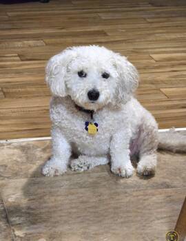 Bichon Frise Dogs Available for Adoption in Jamestown, North Dakota - Teddy- *adopted* | PetCurious