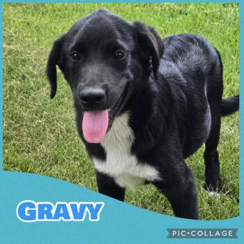 Gravy -  German Shorthaired Pointer and Poodle Dog for Adoption in Ringwood, New Jersey - Gravy | PetCurious