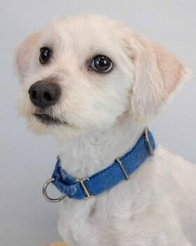 Rescue Terrier and Poodle Dogs for Adoption in Kennesaw, Georgia - Percy | PetCurious