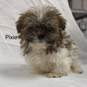 PIXIE -  Shih Tzu Dog for Adoption in Ashland, Ohio - PIXIE | PetCurious