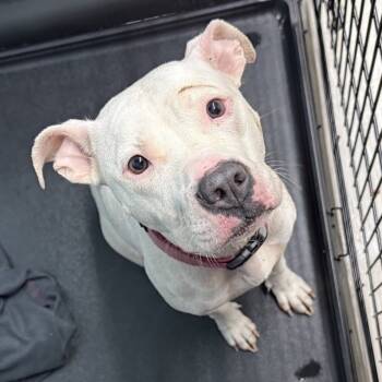 Rescue Terrier Dogs for Adoption in St. Louis, Missouri - Giggle | PetCurious