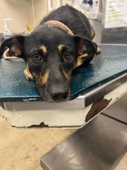 Arabella -  German Shepherd Dog Dog for Adoption in Mobile, Alabama - Arabella | PetCurious