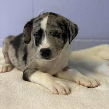 Australian Shepherd Dogs Available for Adoption in Bardstown, Kentucky - Merle Haggard | PetCurious