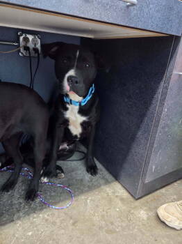 Rescue Pit Bull Terrier Dogs for Adoption in Evansville, Indiana - Cash | PetCurious