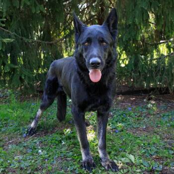 German Shepherd Dog Dogs Available for Adoption in Versailles, Kentucky - Palmer | PetCurious