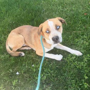Bolt -  Labrador Retriever and Australian Shepherd Dog for Adoption in Apache Junction, Arizona - Bolt | PetCurious
