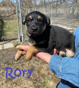Mixed Breed and Shepherd Dogs Available for Adoption in Rigaud, Quebec - Rory | PetCurious