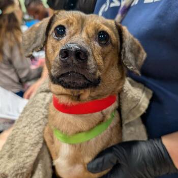 Lolita -  Miniature Dachshund and Mixed Breed Dog for Adoption in Tampa, Florida - Lolita | PetCurious