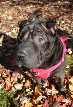Rescue Shar Pei Dogs for Adoption in Nashua, New Hampshire - Molly | PetCurious