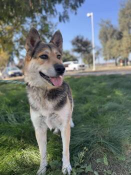 Rescue German Shepherd Dog Dogs for Adoption in Lafayette, California - Roxie | PetCurious
