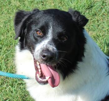 MARK -  Border Collie Dog for Adoption in Claremore, Oklahoma - MARK | PetCurious