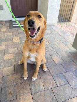 Labrador Retriever Dogs Available for Adoption - Sage | PetCurious