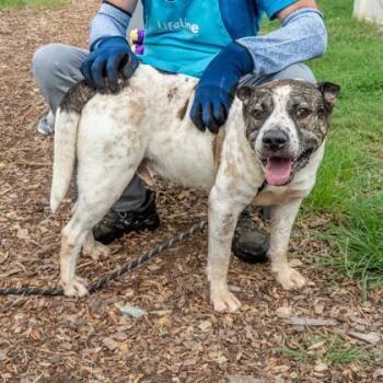Remiel -  Mixed Breed Dog for Adoption in Chamblee, Georgia - Remiel | PetCurious