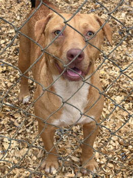 Rescue Beagle Dogs for Adoption in Troy, Alabama - Lettie | PetCurious