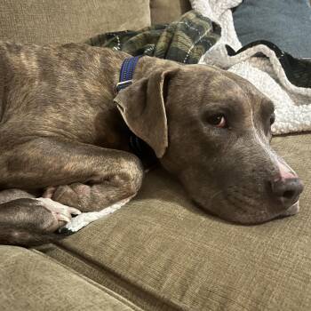 American Staffordshire Terrier and Mixed Breed Dogs Available for Adoption - Cici | PetCurious