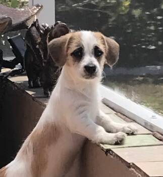 Sadie -  Fox Terrier Dog for Adoption in Ruskin, Florida - Sadie | PetCurious
