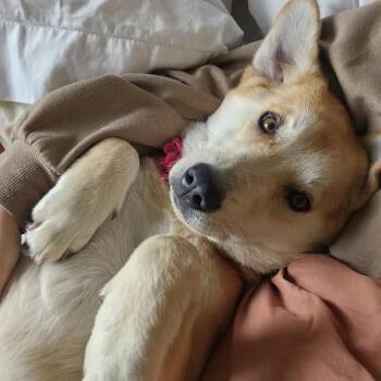 Dumpling D12676 -  German Shepherd Dog and Labrador Retriever Dog for Adoption - Dumpling D12676 | PetCurious
