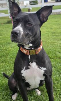 Sassy Marley -  Pit Bull Terrier Dog for Adoption in Salt Lake City, Utah - Sassy Marley | PetCurious