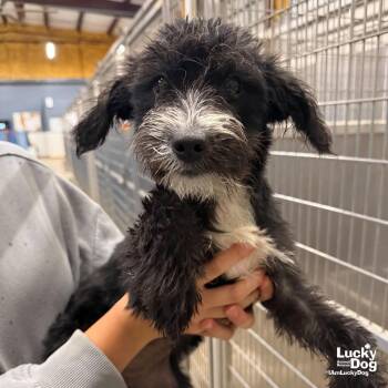 Nix -  Terrier and Jack Russell Terrier Dog for Adoption in Washington, District Of Columbia - Nix | PetCurious